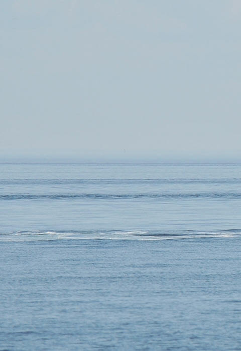 Photo baleines observer