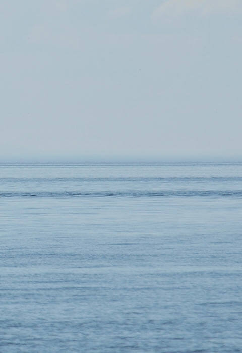 Photo baleines observer