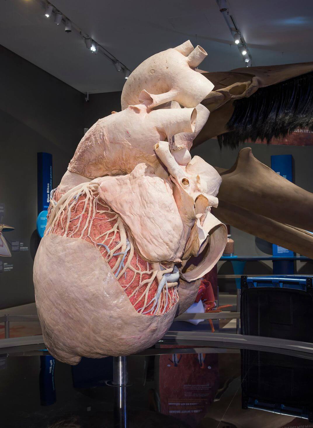 Blue whale heart conserved, big as a car