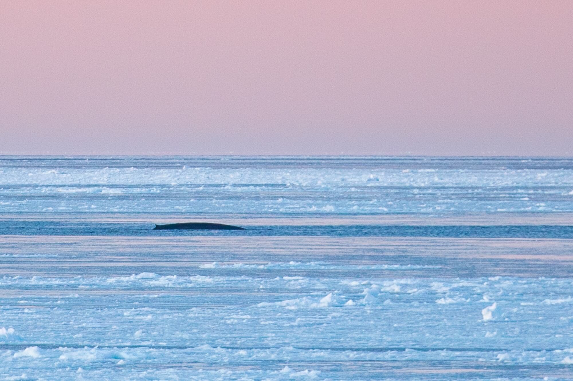blue whale back in the ice