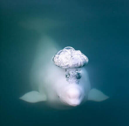 Béluga sous l'eau qui fait des bulles avec son évent. Il est face à la caméra.