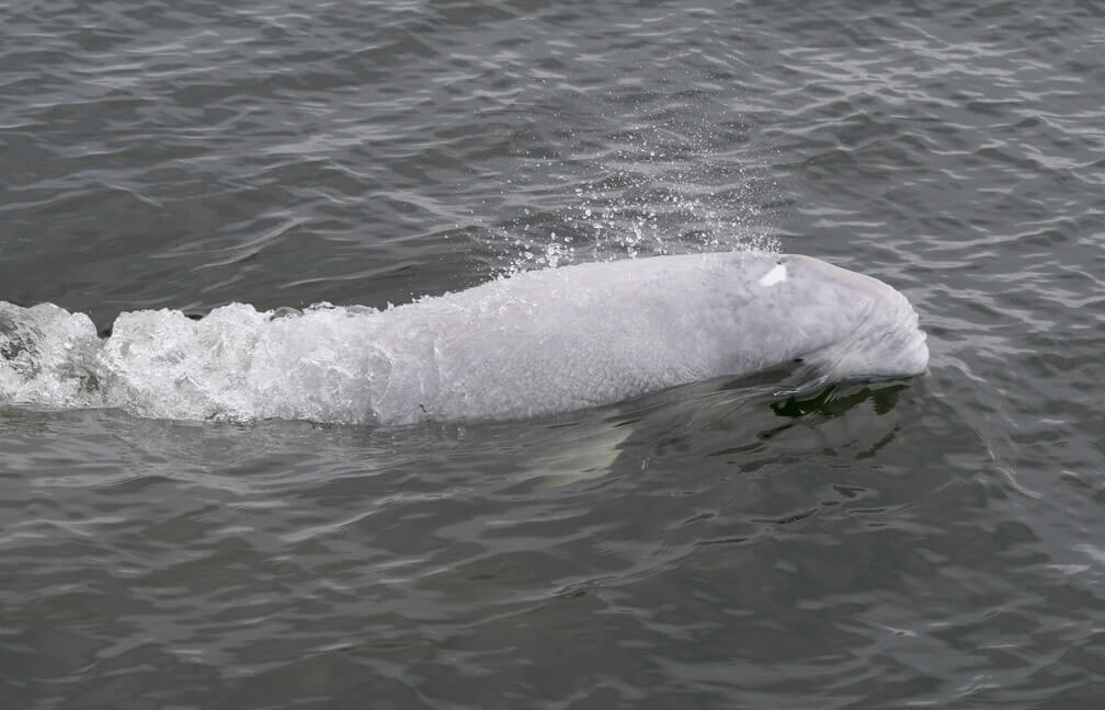 DL9104. We see in transparency his pectoral fin, his eye and his mouth.