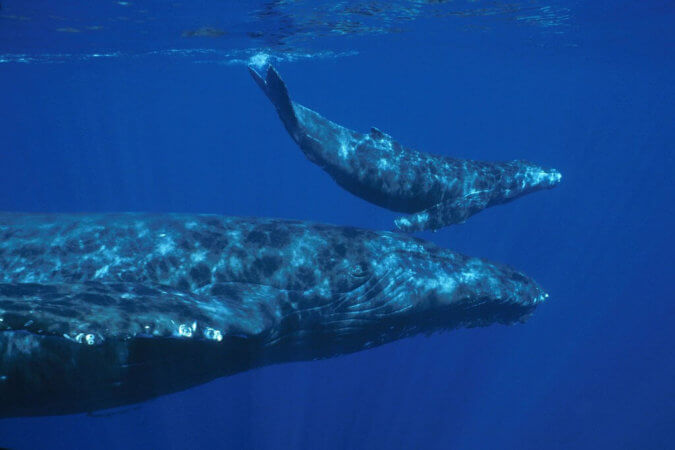 couple mère veau baleine à bosse