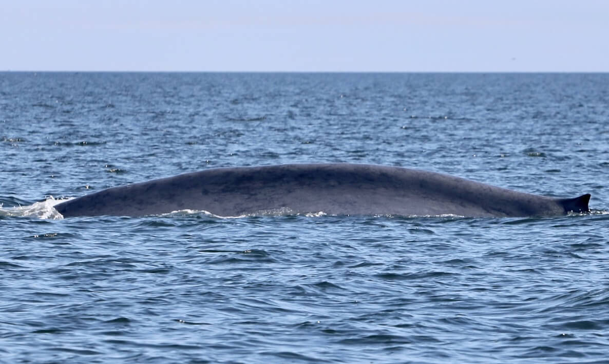 A blue whale is breathing on the surface.