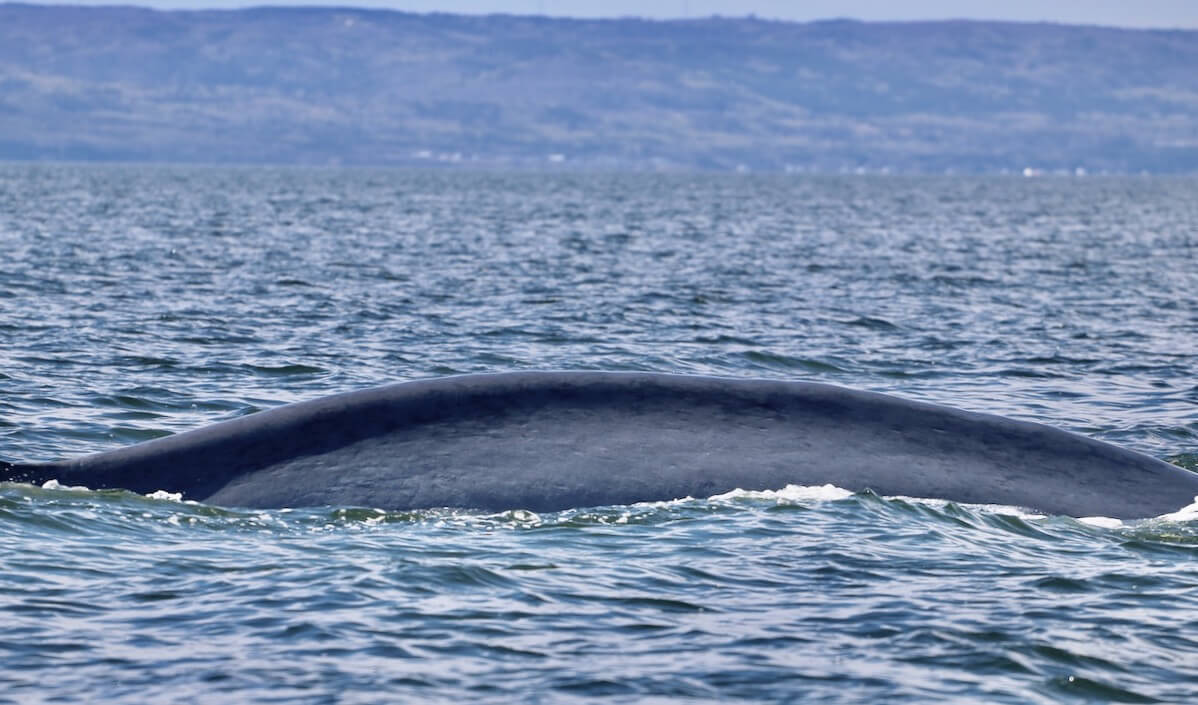 Le rorqual bleu B397.