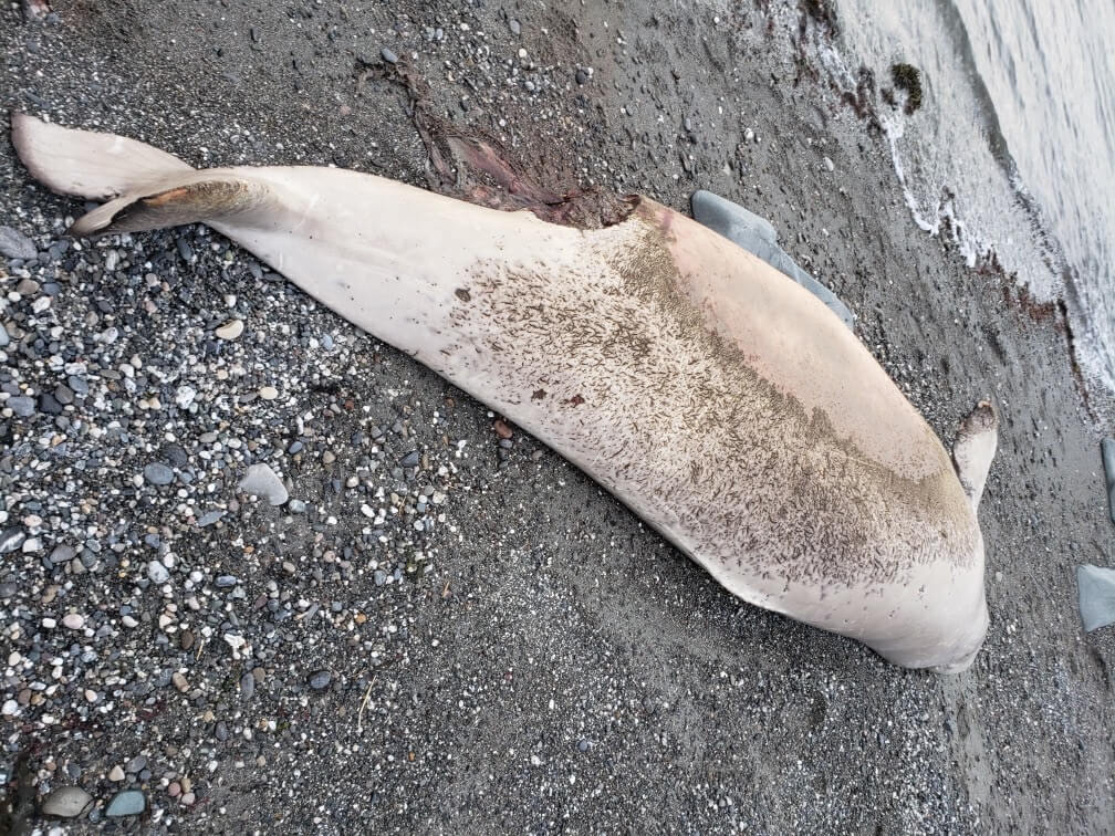 First Beluga Carcass of 2020 on the Shores of the St. Lawrence - Baleines  en direct