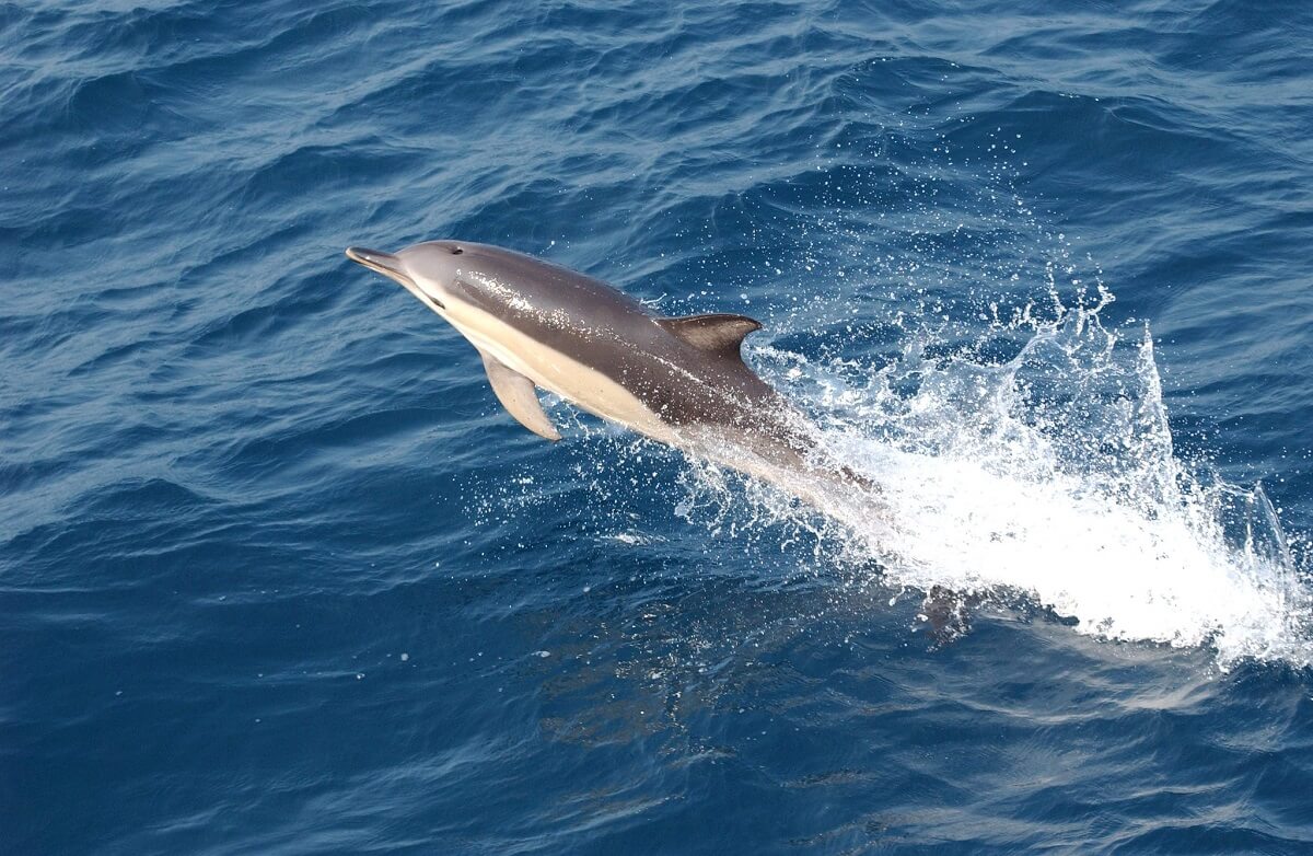 dauphin commun sautant hors de la mer