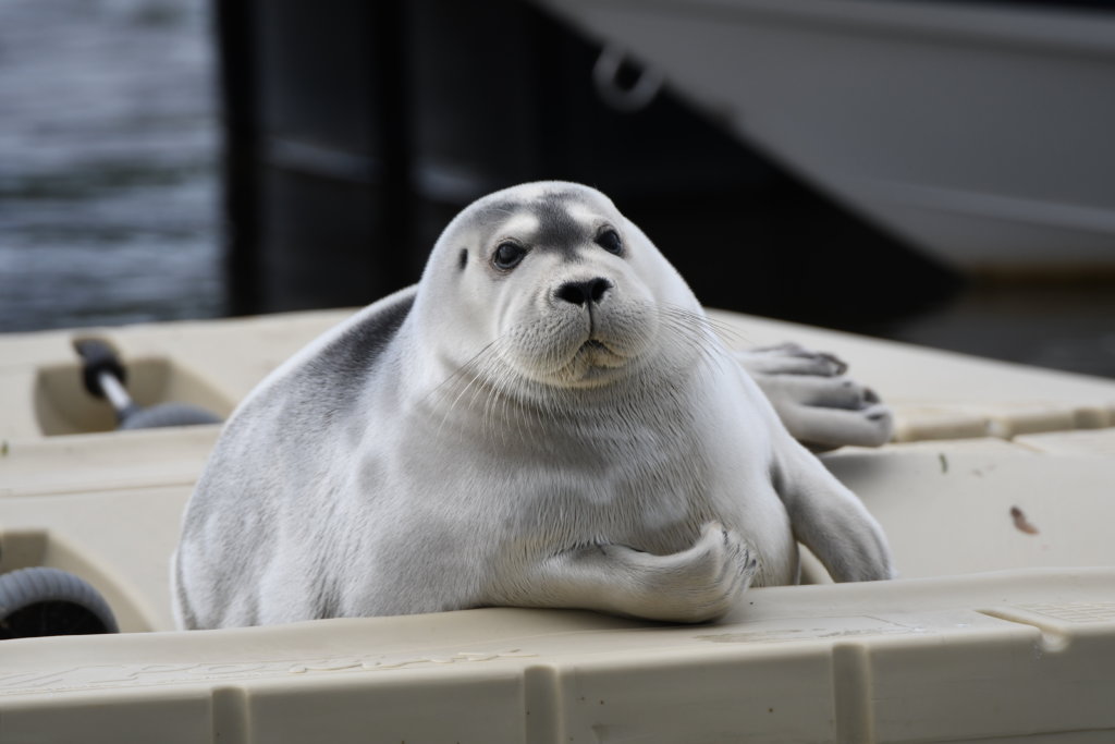 Seals Invade the Shorelines - Baleines en direct
