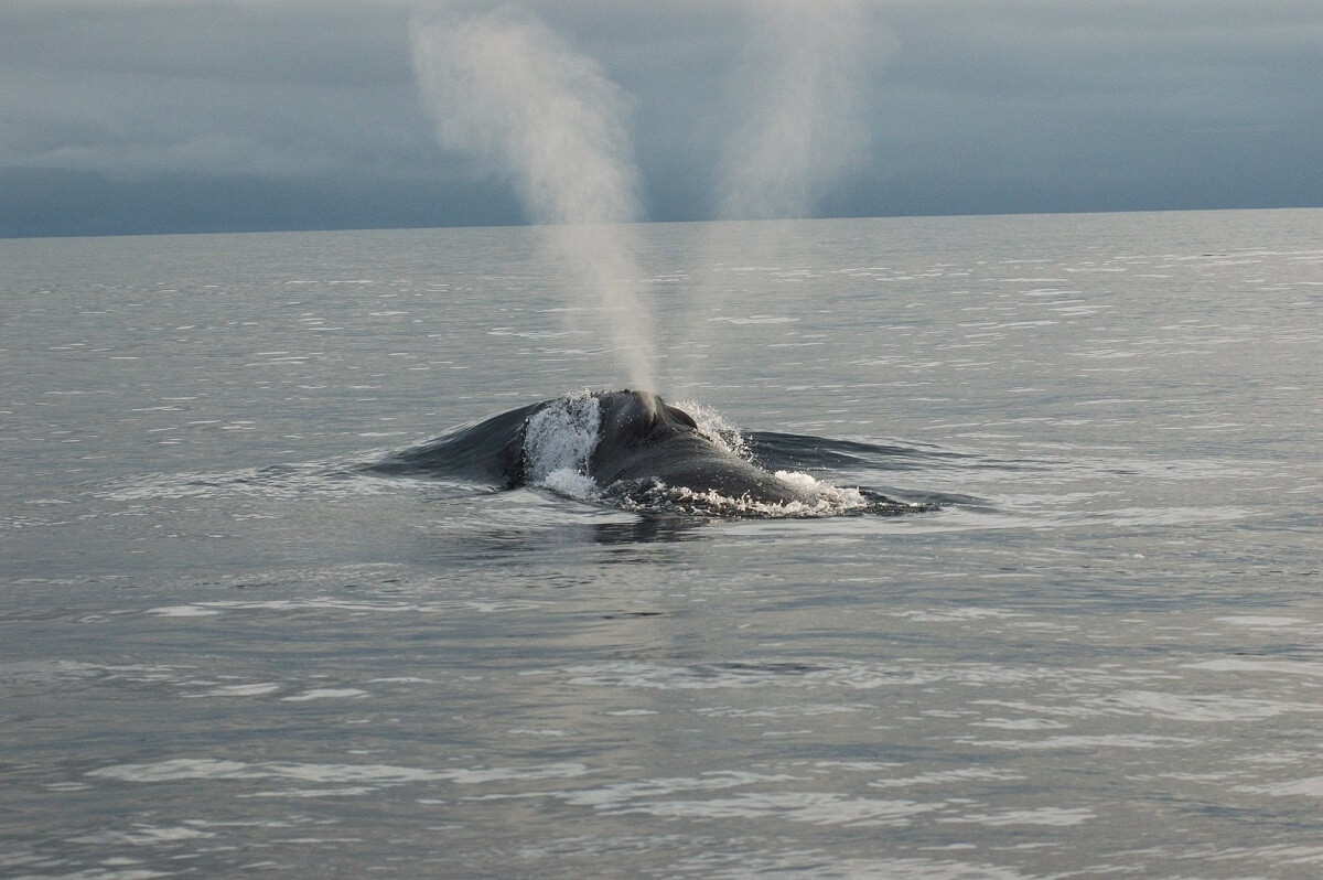 Souffle EG Baleine noire