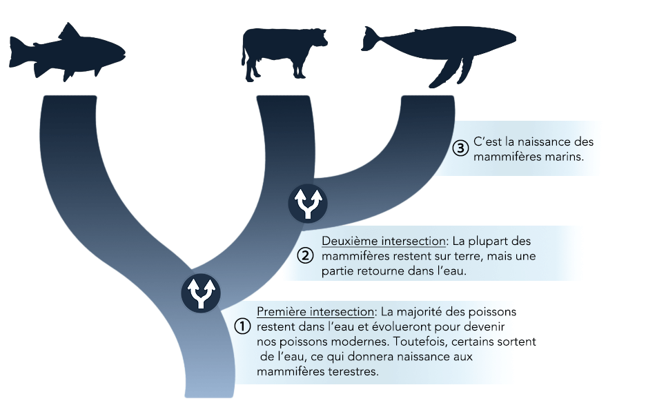 schéma de l'histoire évolutive des baleines