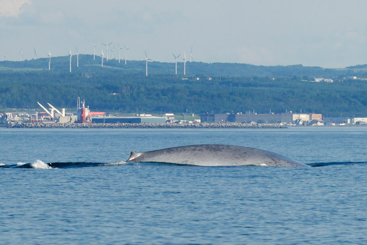 blue whale size