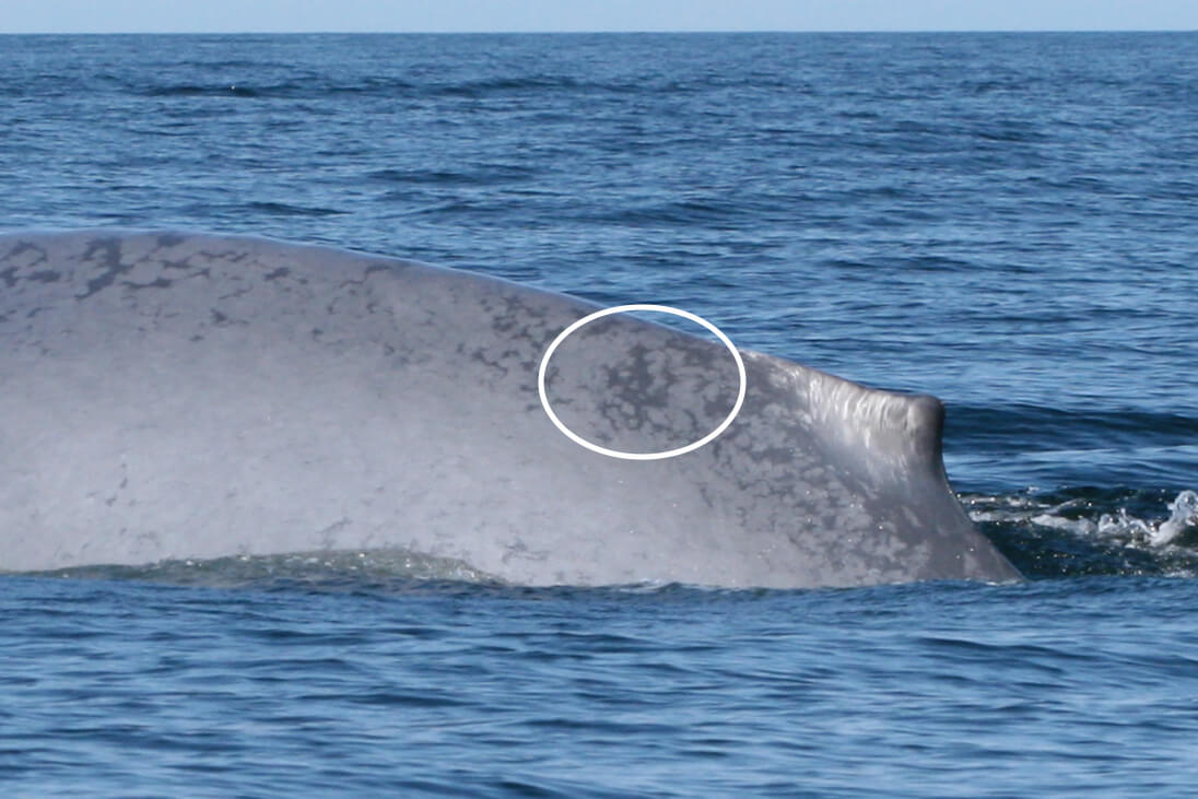 The Fragile Immensity of the Blue Whale - Baleines en direct