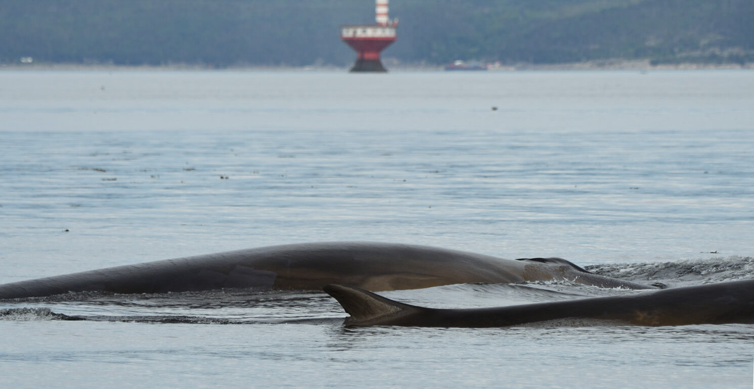 Fin whales are large