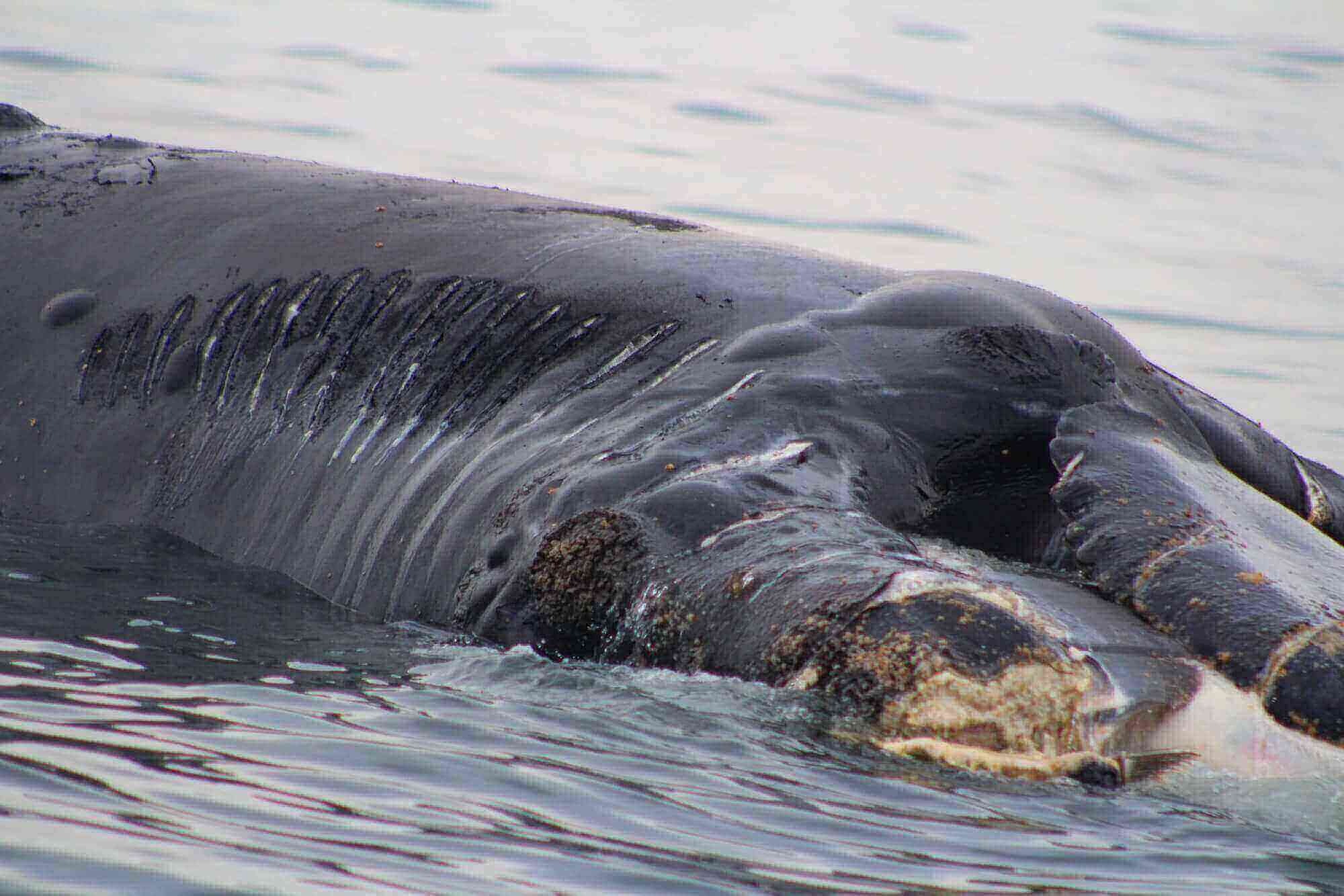 mutilations sur le corps de la baleine noire