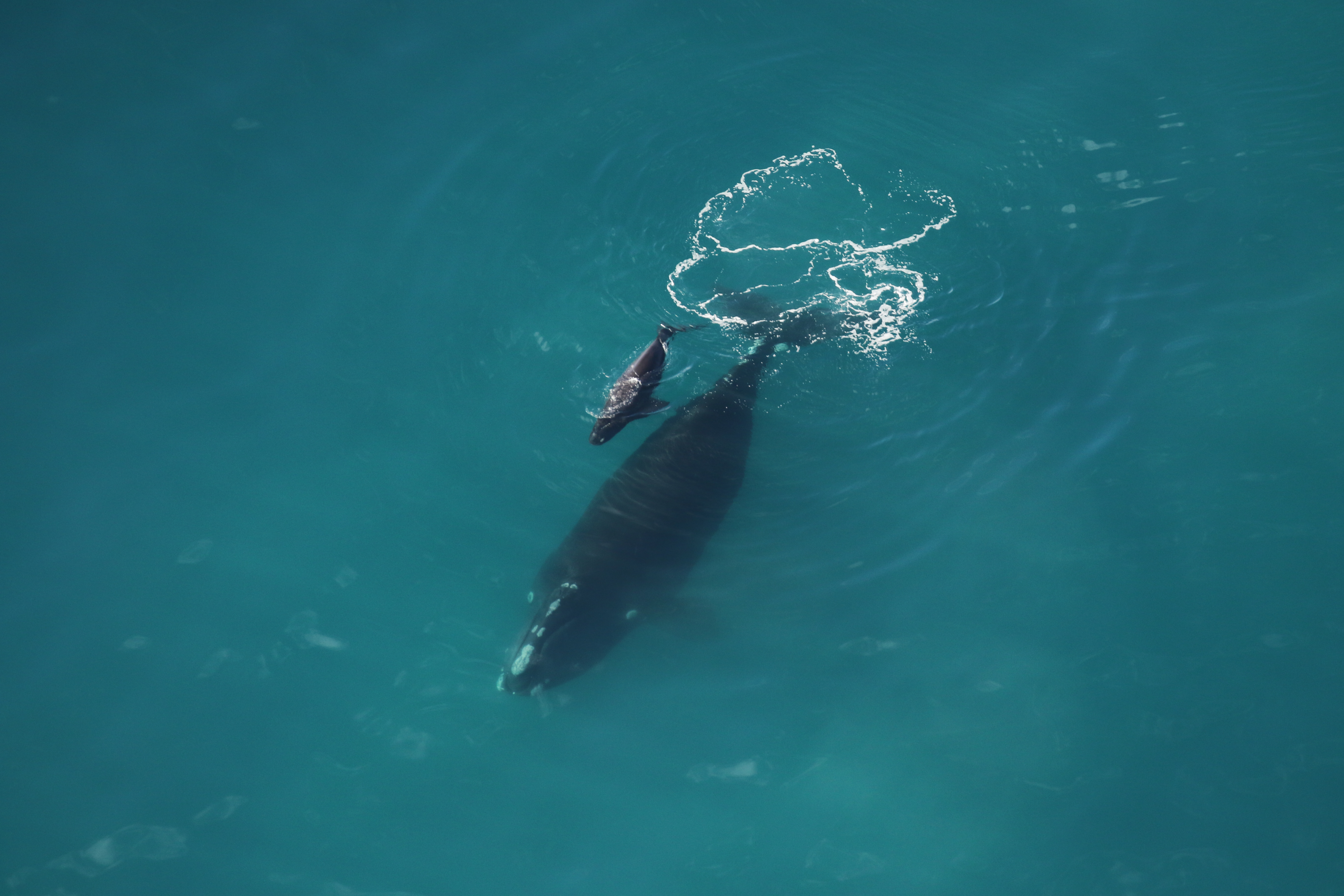 Photo taken from the sky where we can see the whales' whole length . 