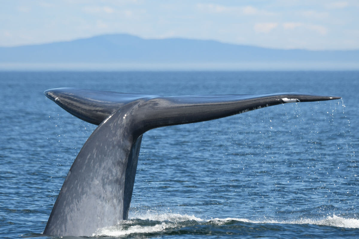 Caudal fin of a blue whale.