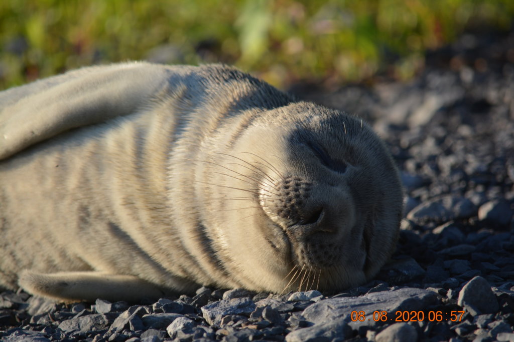 Seals in Town Baleines en direct