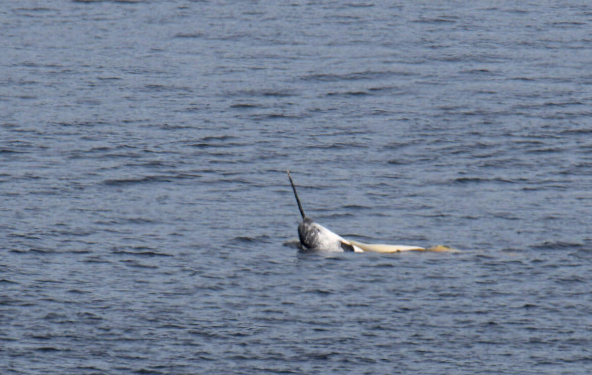 Le Narval Toujours Present Dans Le Saint Laurent Baleines En Direct