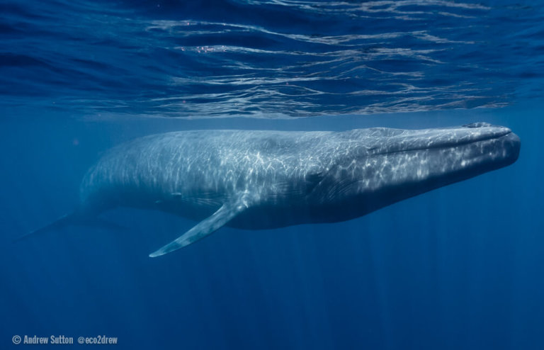 Fin-Blue Hybrids: A New Challenge for Blue Whale Conservation ...