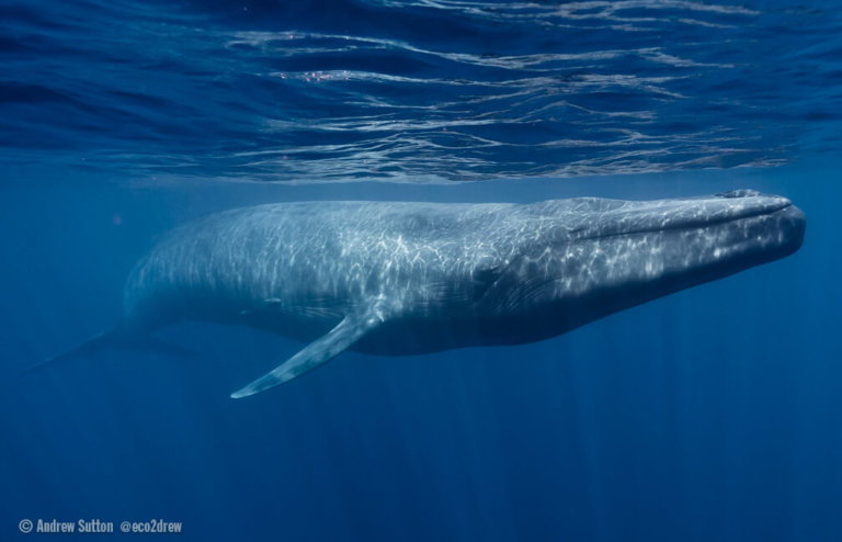 Fin-Blue Hybrids: A New Challenge for Blue Whale Conservation