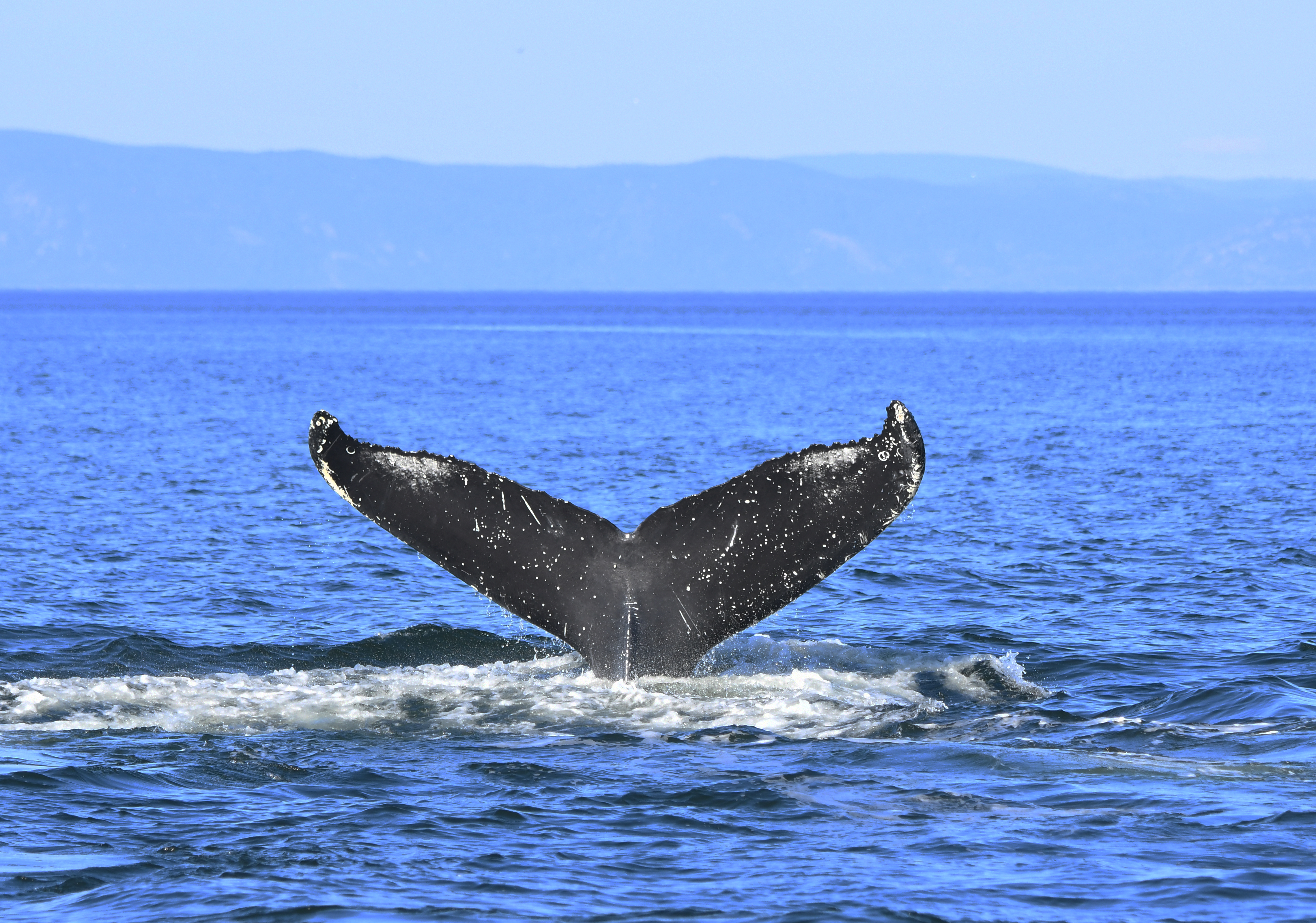 fin whales