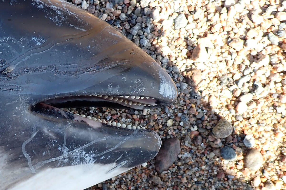 harbor porpoise teeth