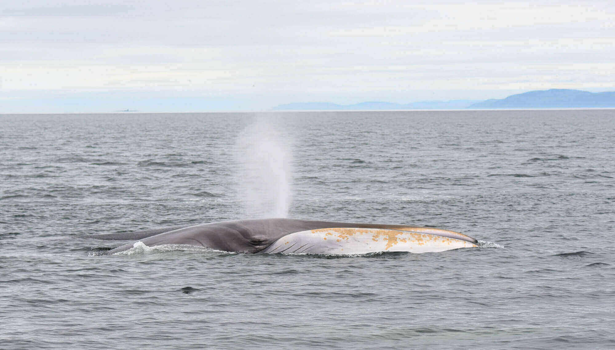 fin whale head coming out of the water