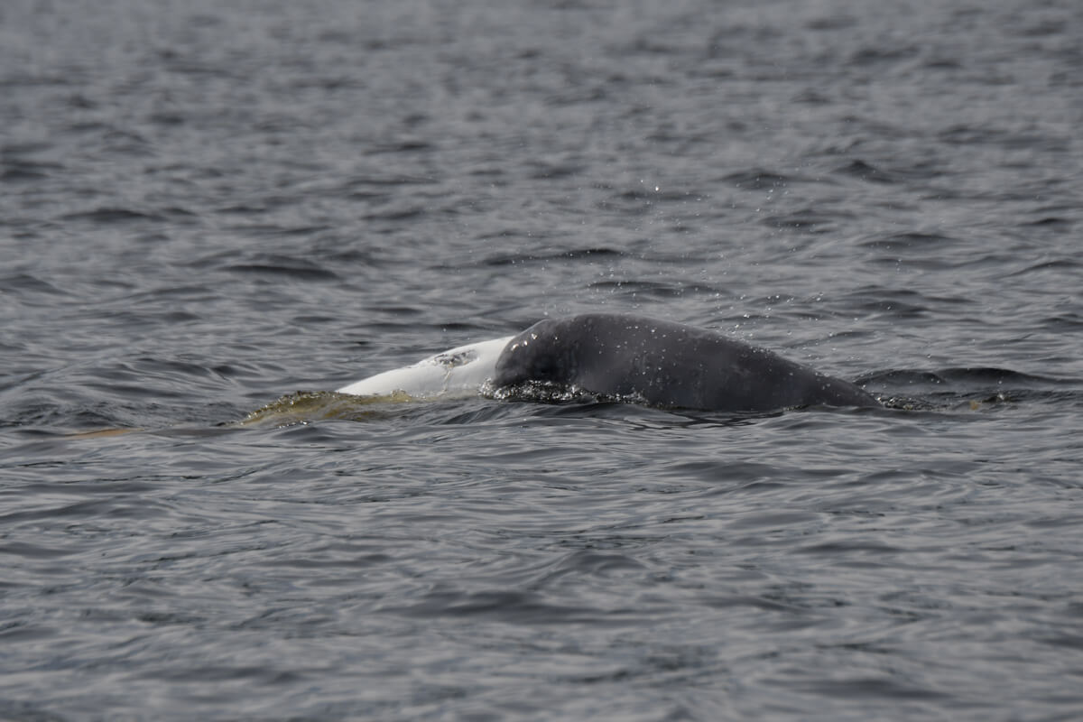 beluga and calf