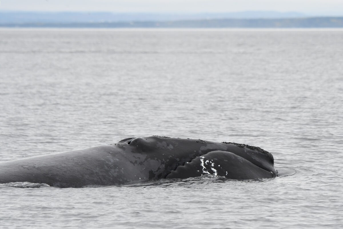 North Atlantic Right Whale emerging from the water