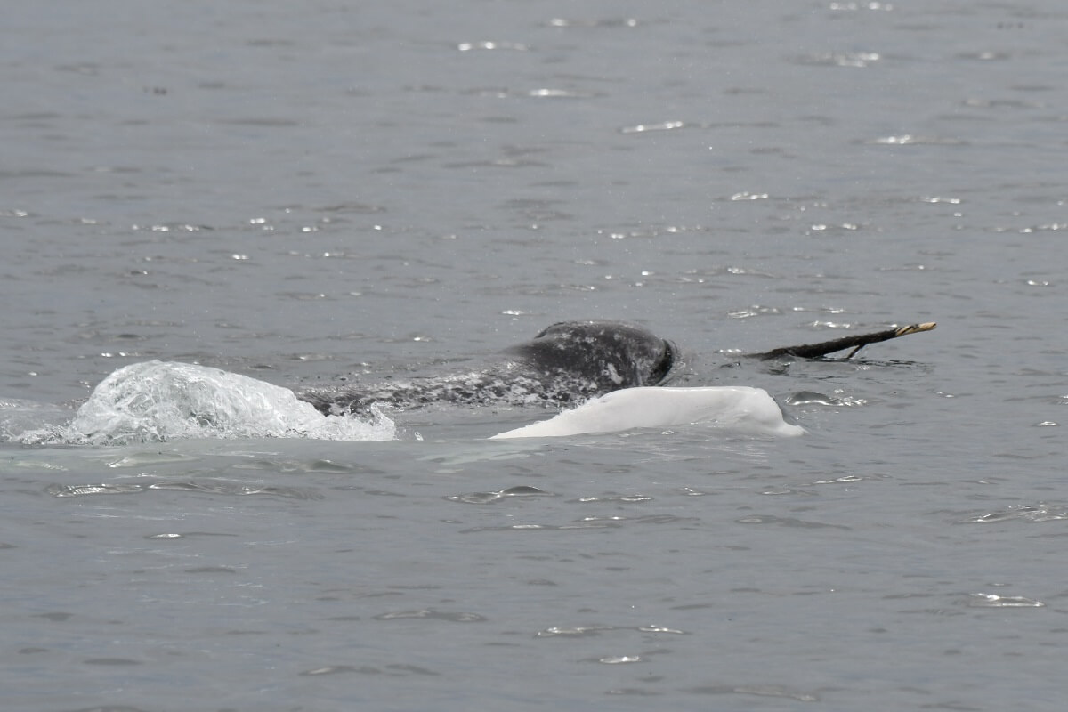 Narwhal (Monodon monoceros) - Baleines en direct