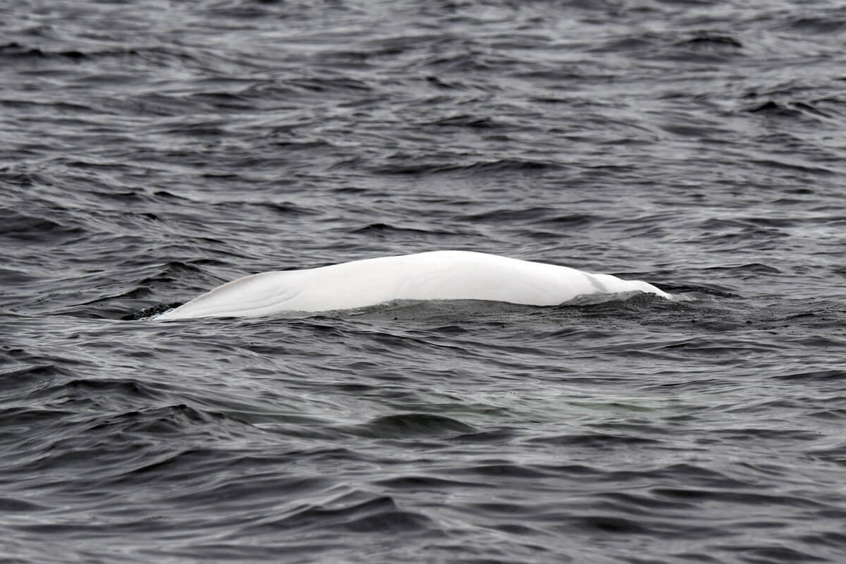 beluga's back emerging from water