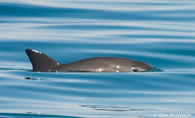 A vaquita seen from the surface.