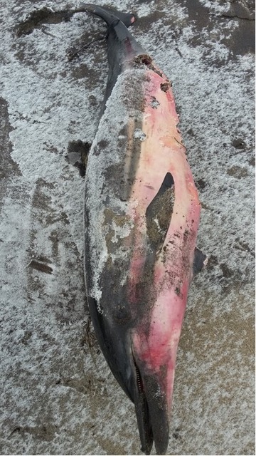 Deep-water denizen stranded in Sept-Îles - Baleines en direct