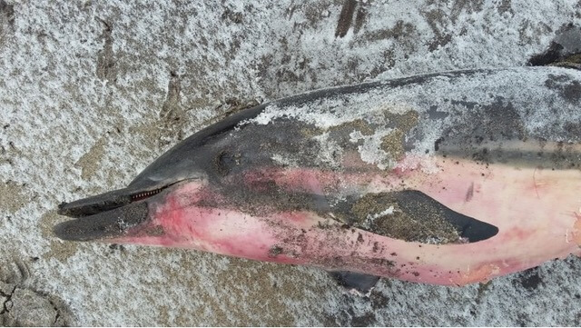 Carcasse du dauphin bleu et blanc trouvé à Maliotenam.