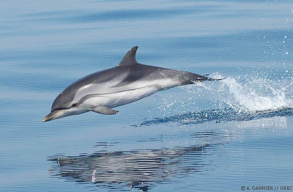 Un dauphin bleu et blanc saute hors de l'eau.