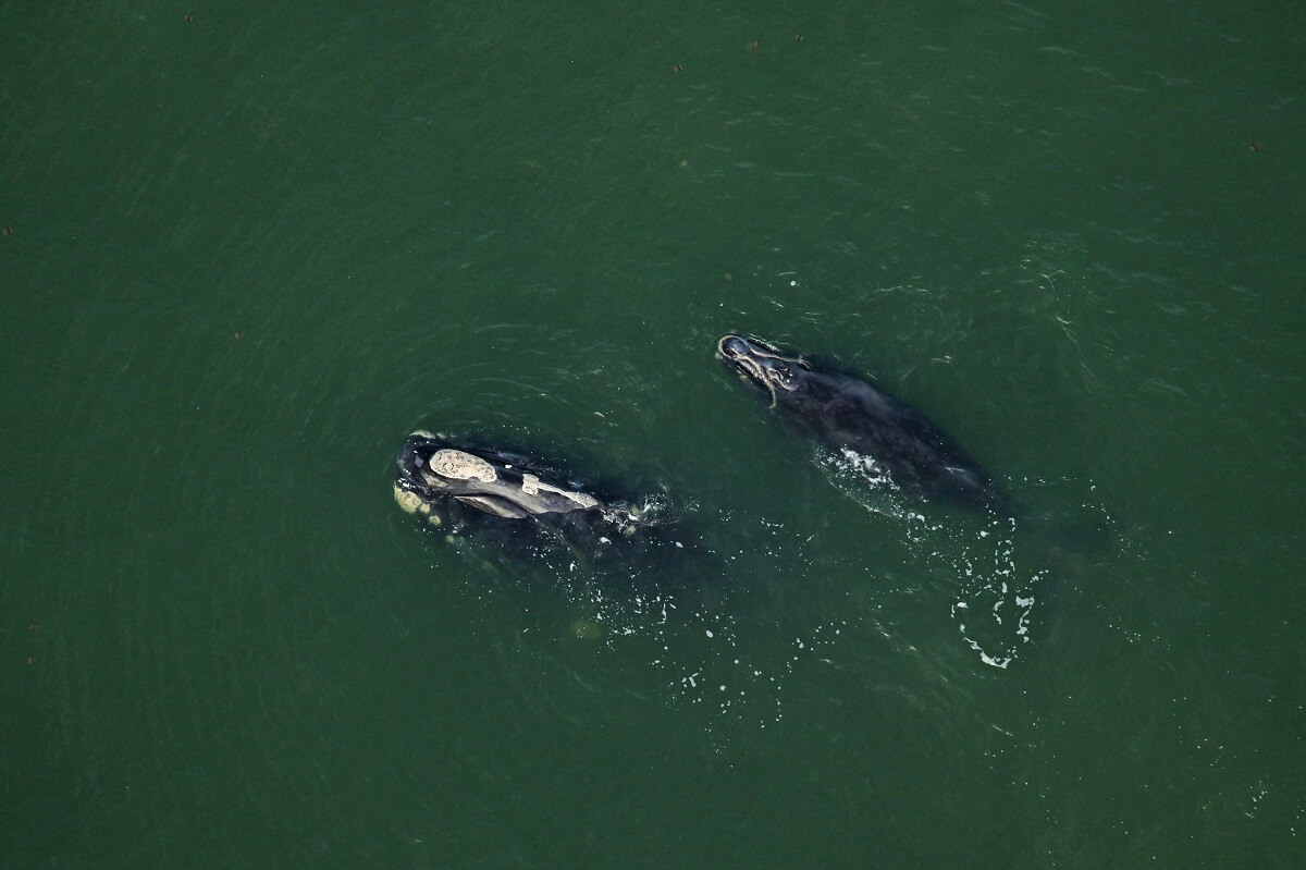 right whale and calf swimming