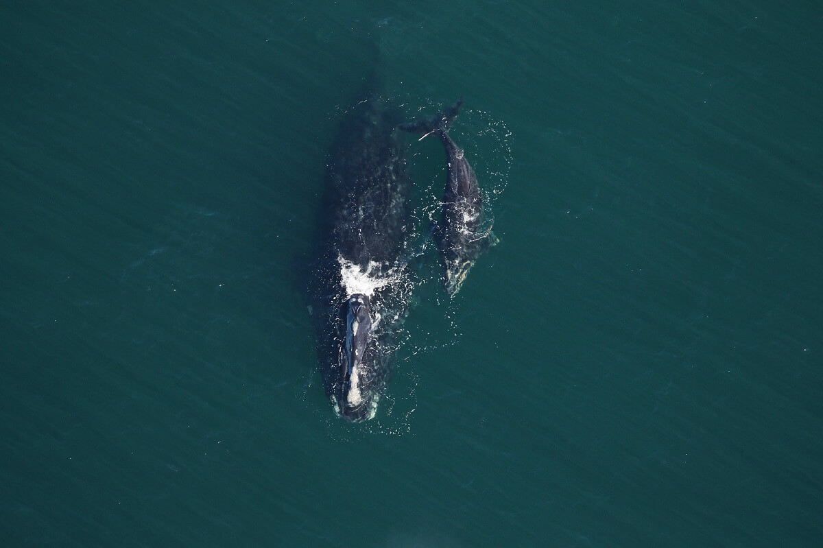 Une baleine noire et son petit.