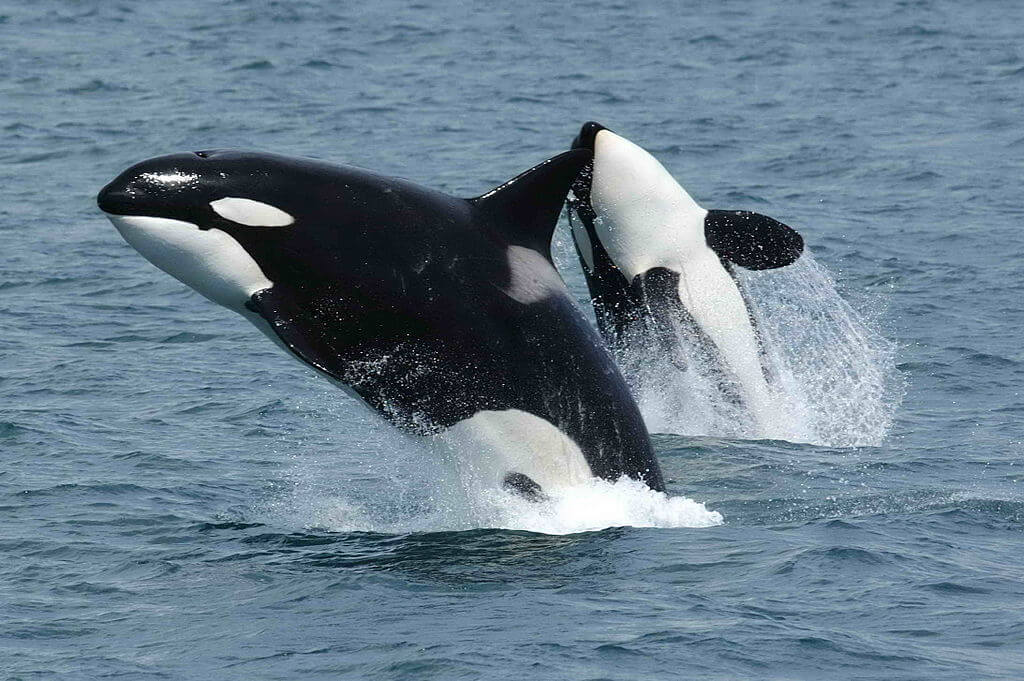 Orcas jumping out of the water.
