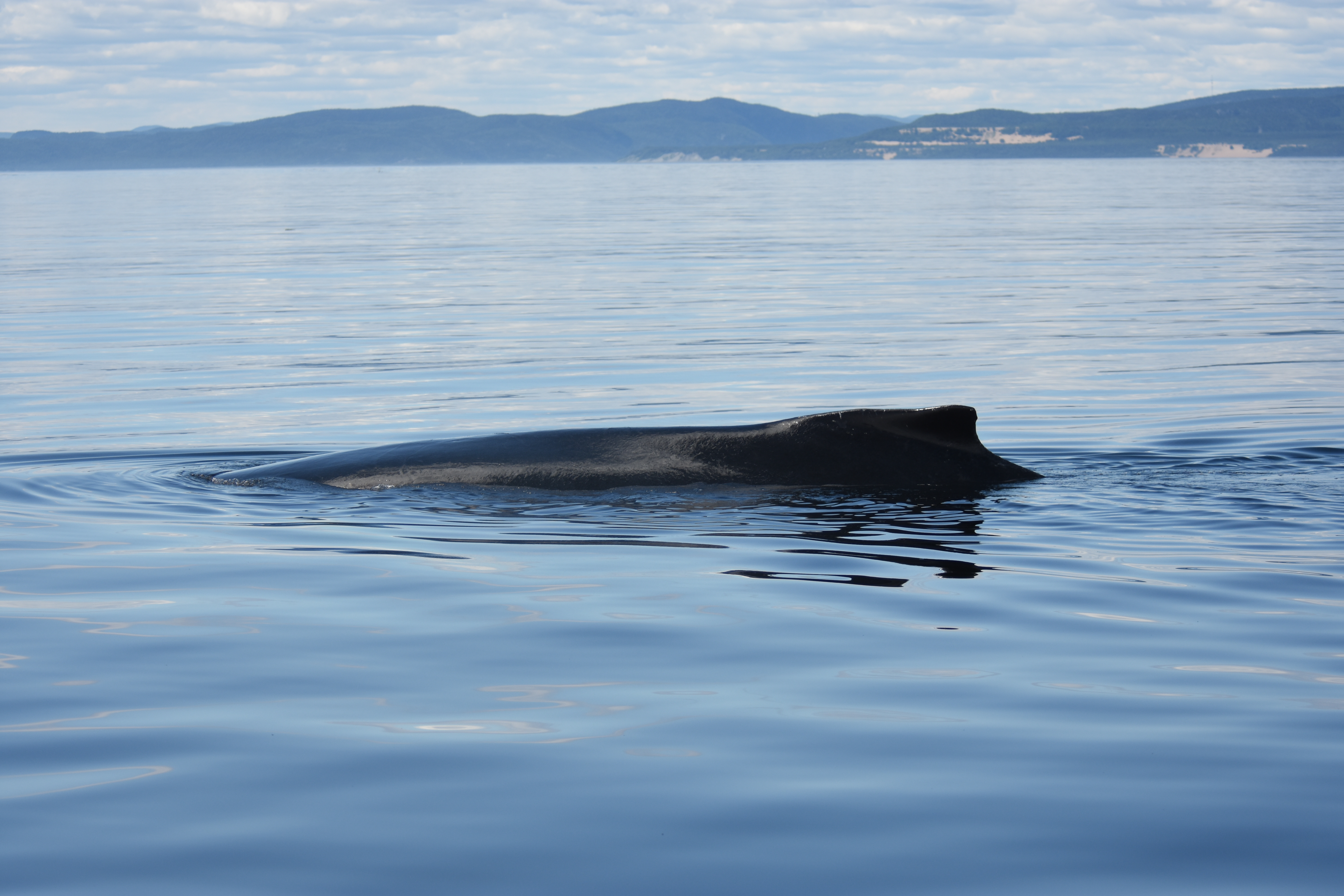 Does cat poop pose a problem for belugas? - Baleines en direct