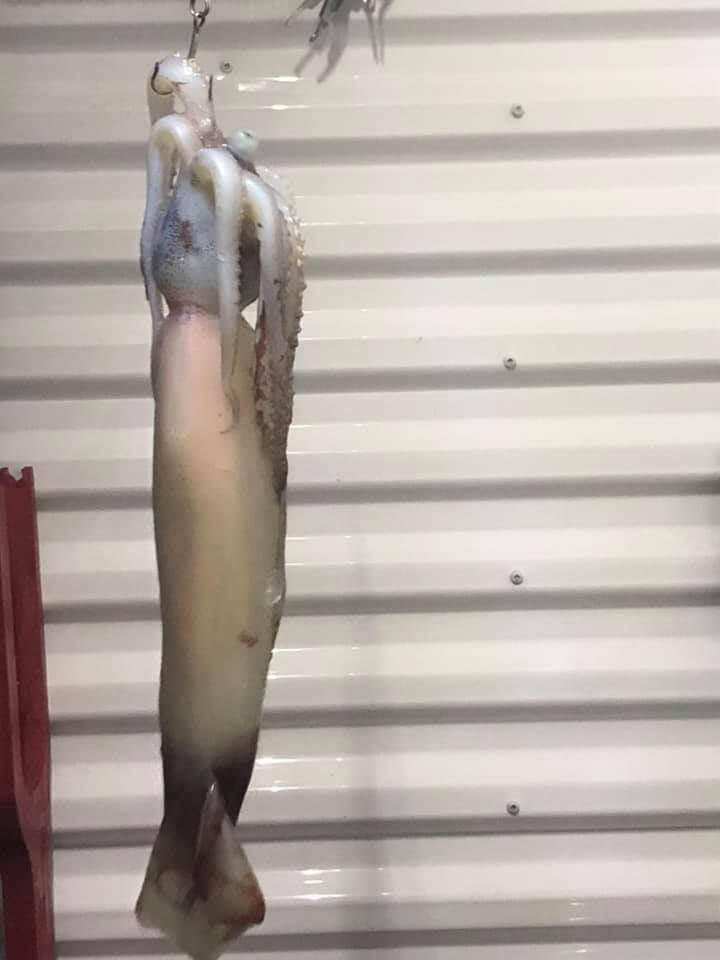 Squid caught accidentally.