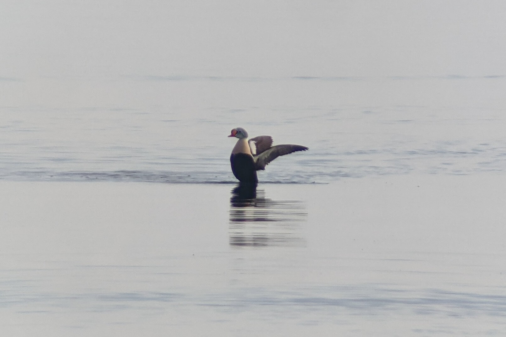 A king eider on the water.