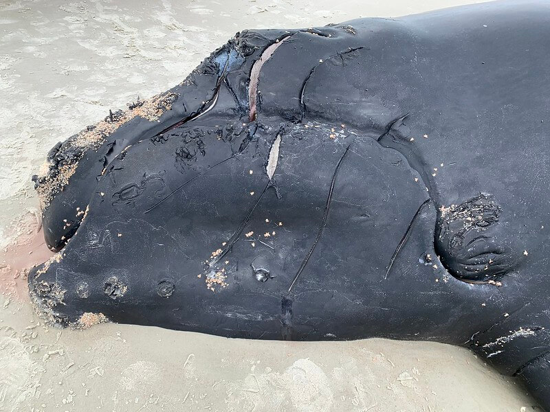 Tête avec cicatrice d'hélices sur carcasse de baleine noire