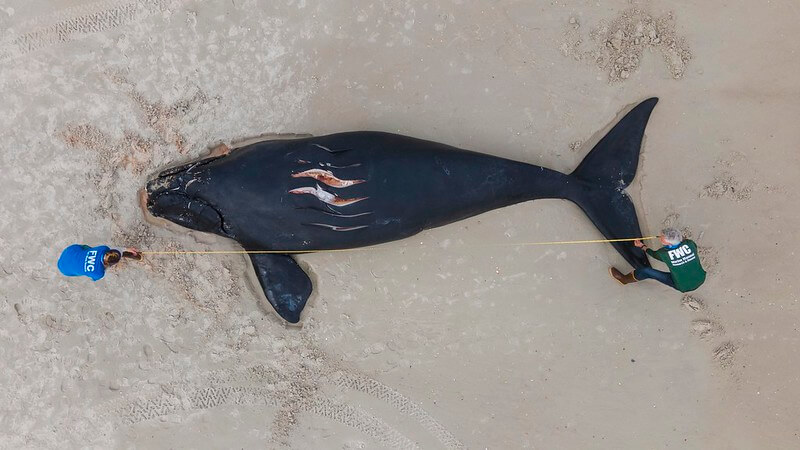 Book of the Dead: Nearly 600 Beluga Carcasses Examined Over Past 40 Years -  Baleines en direct