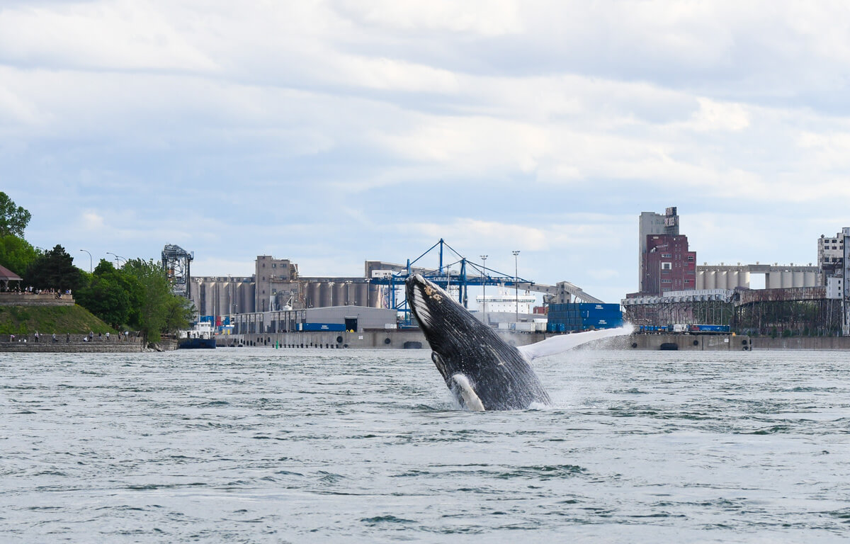 Humpback whale in front of Montreal harbour