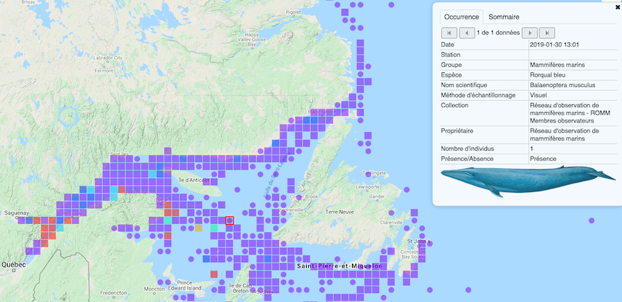 Map of marine mammal sightings recorded by MMON
