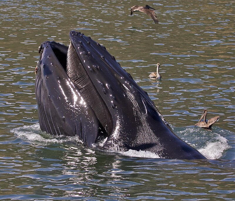 Tête de baleine à bosse, avec ses masses et ses fanons
