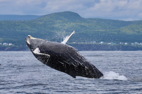 humpback whale's jump