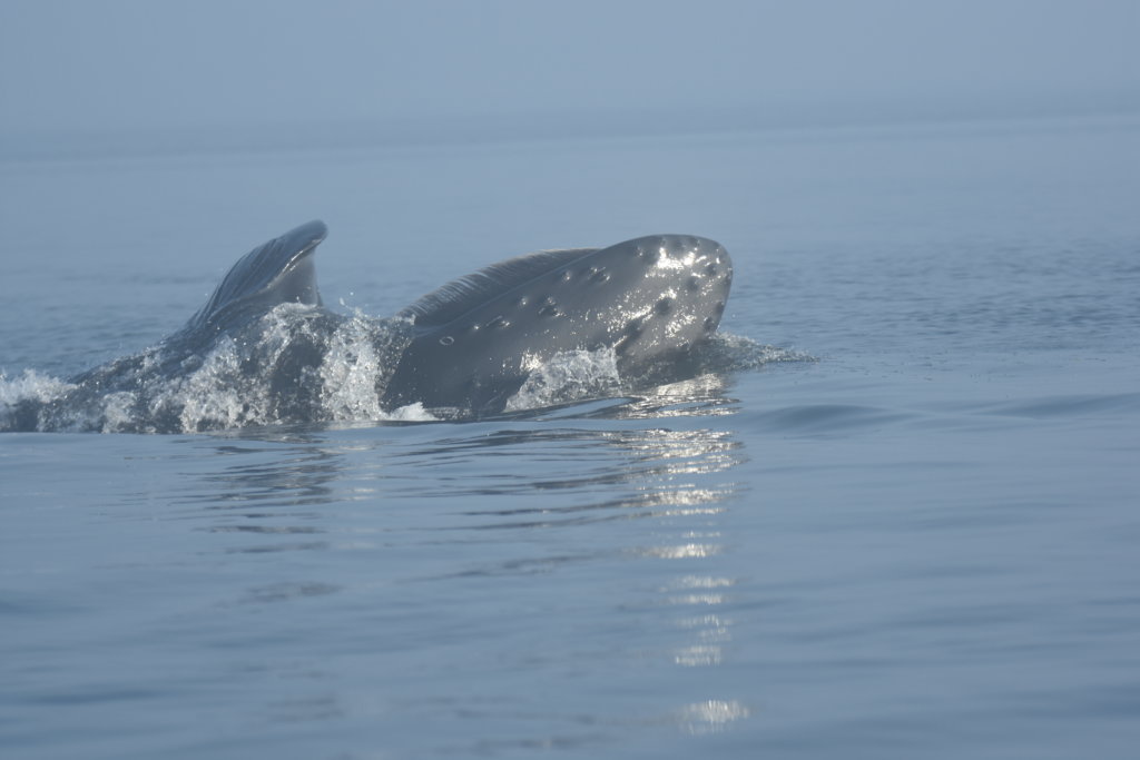 do whales have hair