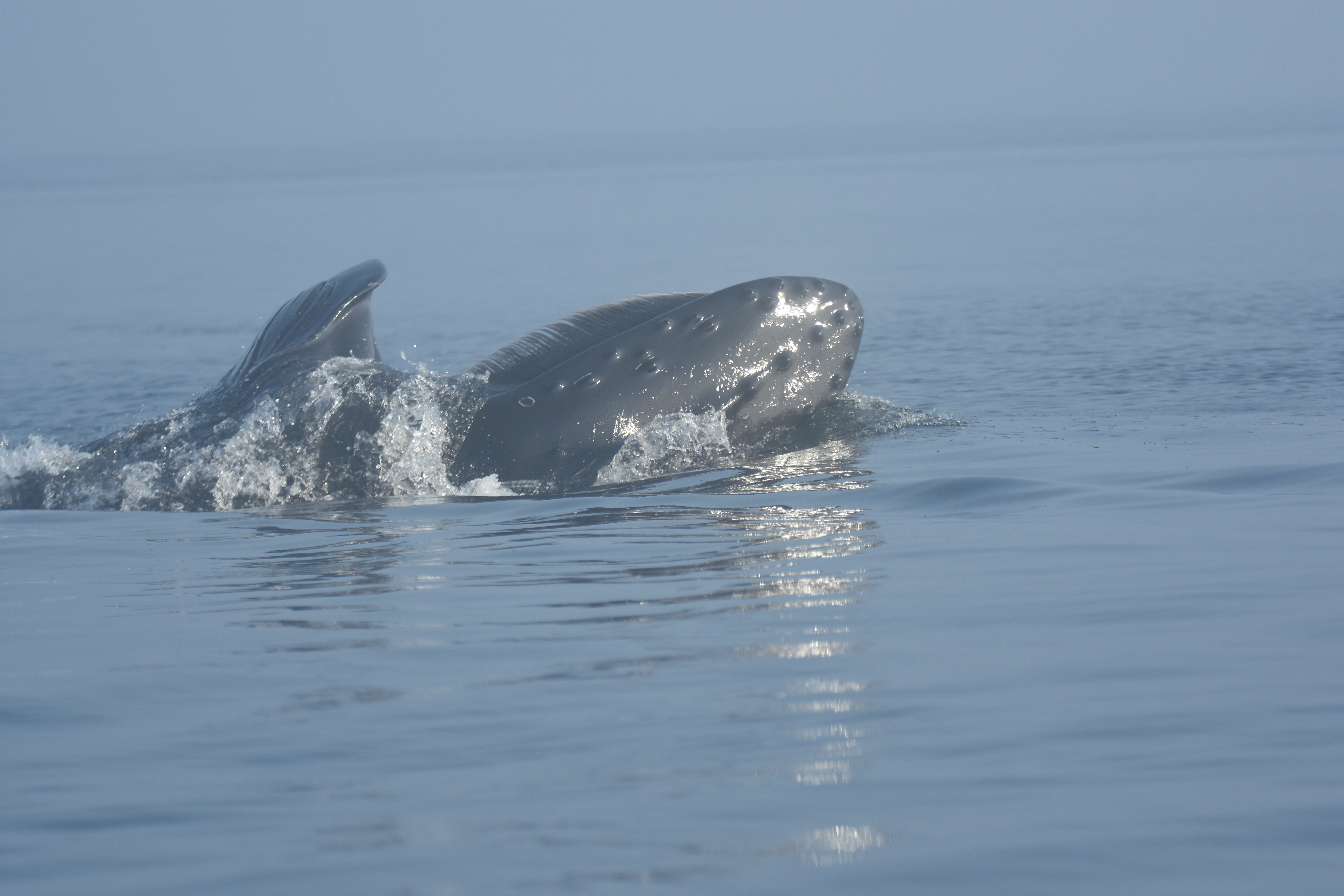 do whales have hair on their body