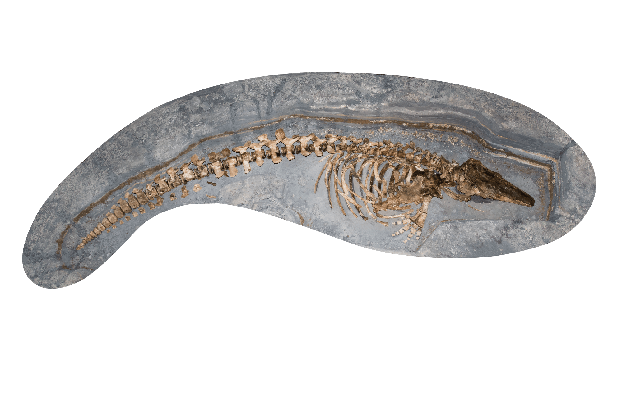 a beluga's subfossil, slightly curved courbé and quite complete.